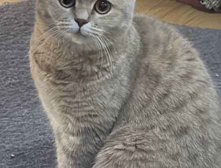 British Shorthair Kedime Erkek eş arıyoruz - 118983986