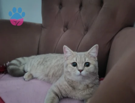 British Shorthair Kedime Erkek eş arıyoruz