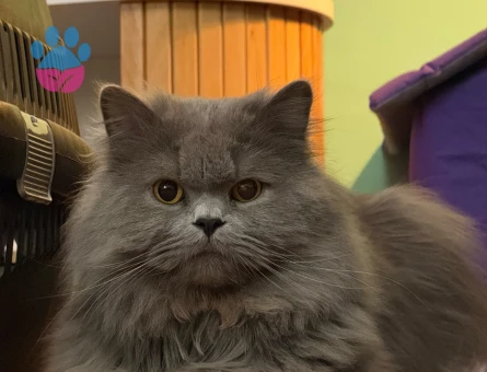 2 yaşında erkek kedime British Blue Point Eş arıyoruz