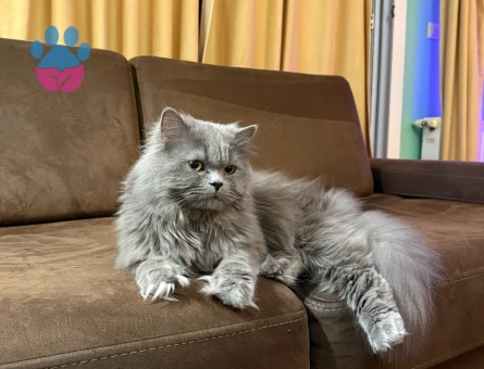2 yaşında erkek kedime British Blue Point Eş arıyoruz