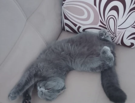 scottish fold 9 aylık dişi kedime erkek eş ariyorum - 118983988