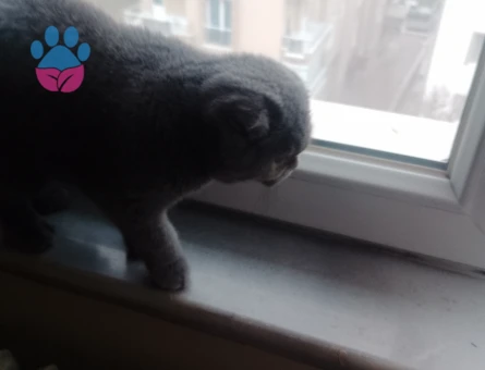 scottish fold 9 aylık dişi kedime erkek eş ariyorum