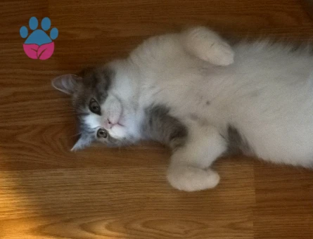 British Shorthair 1 Yaşınd Necati Eş Arıyor