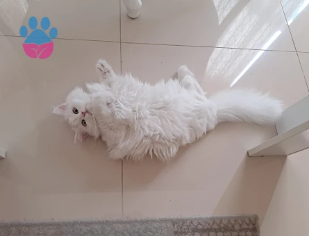 British Longhair Kızımıza yakışıklı damat