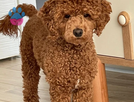 Toy poodle Fox oğlumuza eş arıyoruz