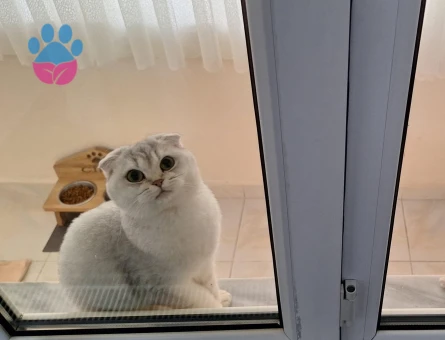Scottish Fold 1 Yaşında Eş Arıyor Dişi Kızgınlıkta
