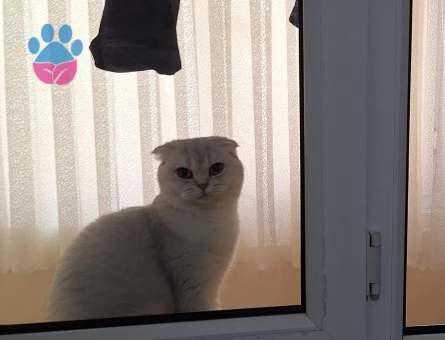 Scottish Fold 1 Yaşında Eş Arıyor Dişi Kızgınlıkta