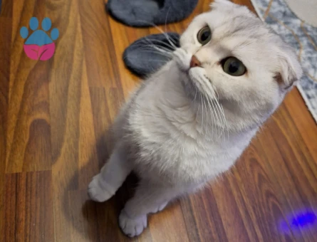 Scottish Fold 1 Yaşında Eş Arıyor Dişi Kızgınlıkta