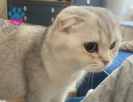 Scottish Fold 1 Yaşında Eş Arıyor Dişi Kızgınlıkta