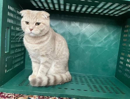 Scottish Fold Erkek Kedime Eş Arıyorum - 118970609
