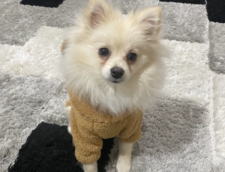 Pomeranian Boo Kızıma Eş Arıyorum 1 Yaşında - 118970626