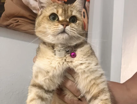 British Shorthair 1 Yaşında Kedime Eş Arıyorum - 118970629