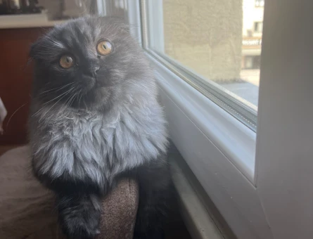 Dişi kedi 1 yaşında tüm aşıları tam evden hiç çıkmadı  kızgınlıkta erkek eş arıyoruz - 118978745