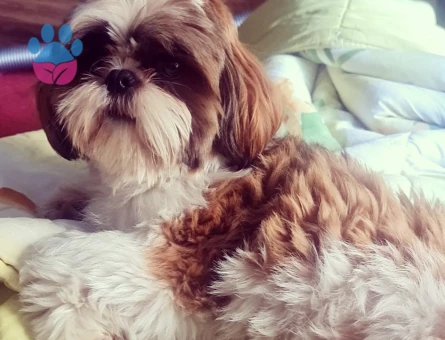 Shih Tzu
