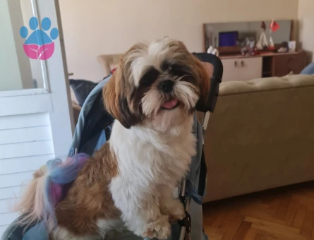 Shih Tzu