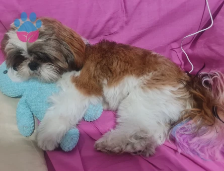 Shih Tzu