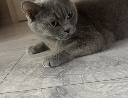 British shorthair - 118978749