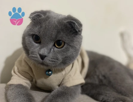 Scottish fold