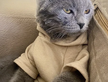 Scottish fold - 118978753