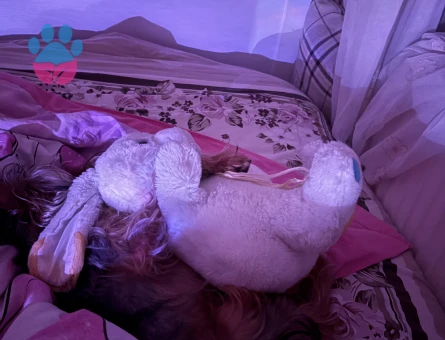 Yorkshire Terrier Oğluma Eş Arıyorum