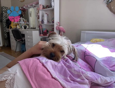 Yorkshire Terrier Oğluma Eş Arıyorum - 118984622