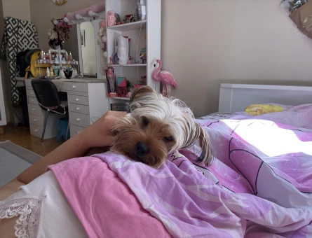 Yorkshire Terrier Oğluma Eş Arıyorum - 118984622