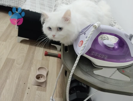Dişi kedime eş arıyorum Esenyurt ve civarı tercihimizdir