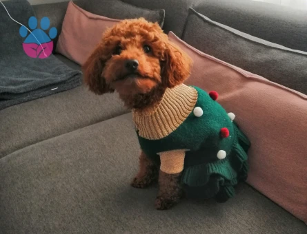Toy Poodle 1 Yaşında