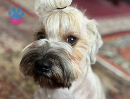 OĞLUMUZA DIŞI ARUYORUZ (HAVANESE)