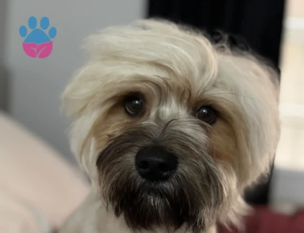 OĞLUMUZA DIŞI ARUYORUZ (HAVANESE)