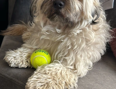 OĞLUMUZA DIŞI ARUYORUZ (HAVANESE) - 118984625