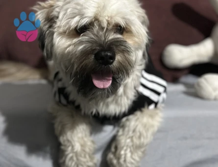 OĞLUMUZA DIŞI ARUYORUZ (HAVANESE)