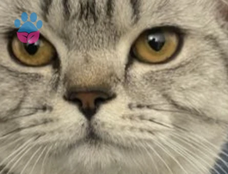 British Shorthair Damadımıza Gelin Arıyoruz - 118984627