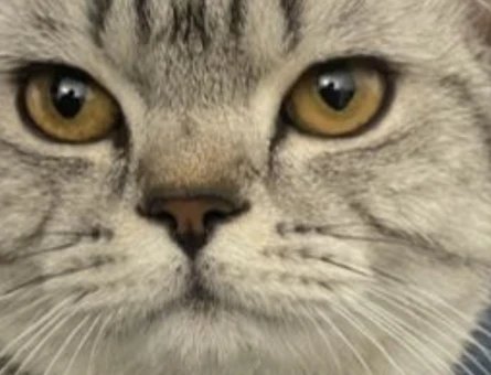 British Shorthair Damadımıza Gelin Arıyoruz - 118984627