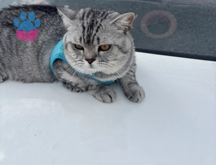 British Shorthair Damadımıza Gelin Arıyoruz
