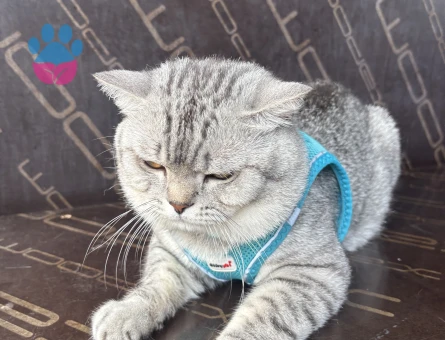 British Shorthair Damadımıza Gelin Arıyoruz