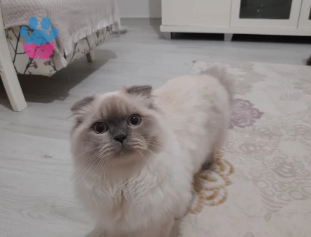 Scottish Fold Oğluma Eş Arıyorum
