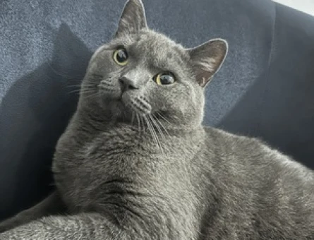 British Shorthair Erkek Kedim Eş Arıyor - 118971210