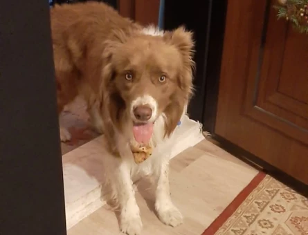 Border Collie 4 Yaşında Eş Arıyor - 118971222