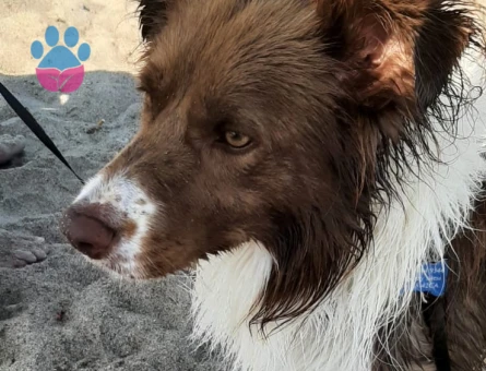 Border Collie 4 Yaşında Eş Arıyor