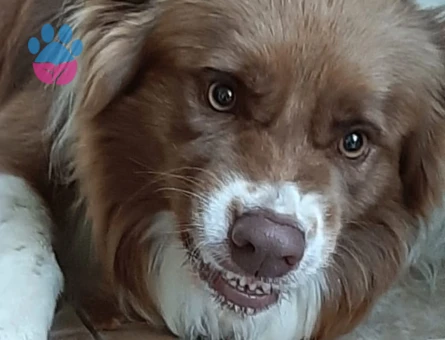 Border Collie 4 Yaşında Eş Arıyor