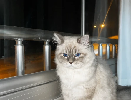 British Longhair Erkek Kızgınlıkta - 118984906