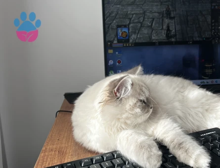 British Longhair Erkek Kızgınlıkta - Görsel 3