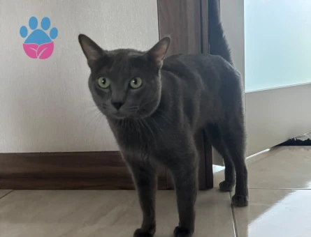 Mavi Rus oğlumuza eş ariyoruz - Görsel 3