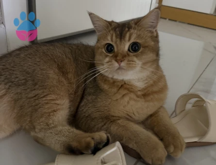 British shorthair kızımı eş bulmak istiyorum - 118984911