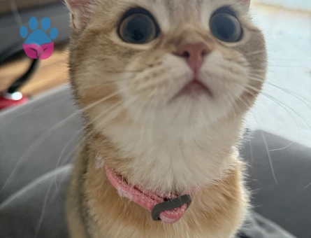 British shorthair kızımı eş bulmak istiyorum - Görsel 3