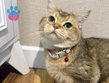 British shorthair kızımı eş bulmak istiyorum - Görsel 4