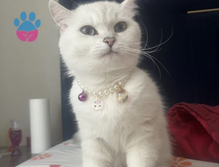 1 yasında dişi british shorthair - 118984914