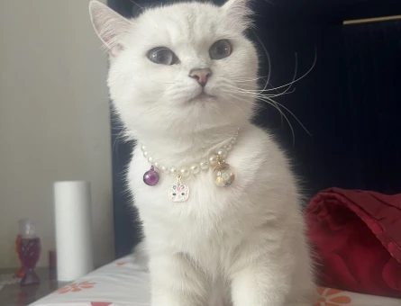 1 yasında dişi british shorthair - 118984914