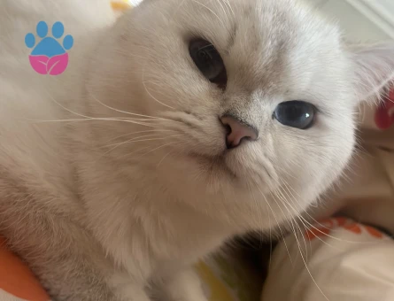 1 yasında dişi british shorthair - Görsel 3